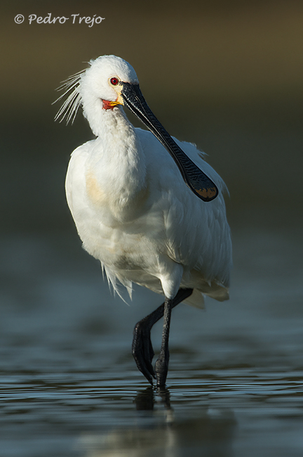 Espatula (Platalea leucorodia)